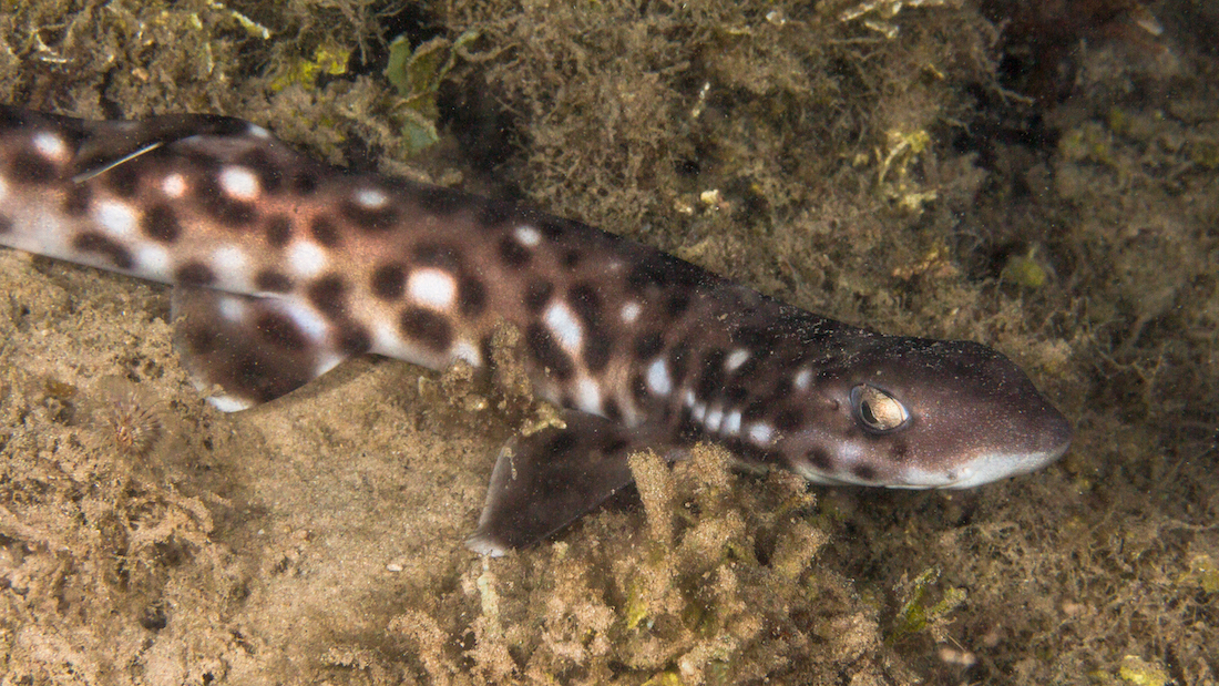 Requin-chat marbré