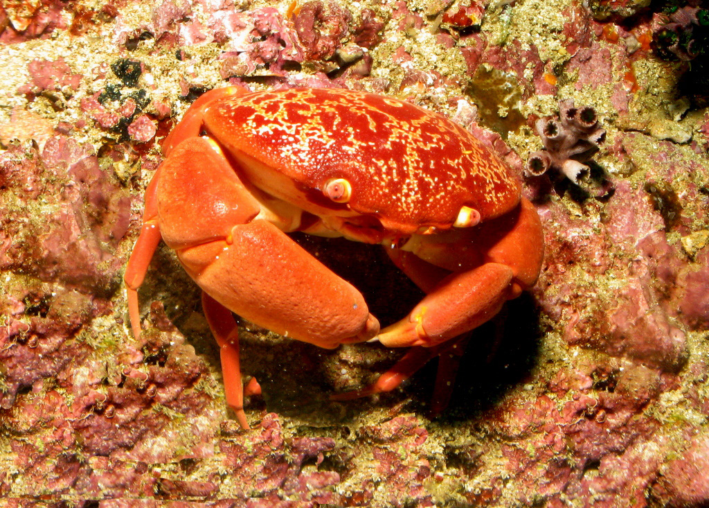 Crabe-fleur toxique