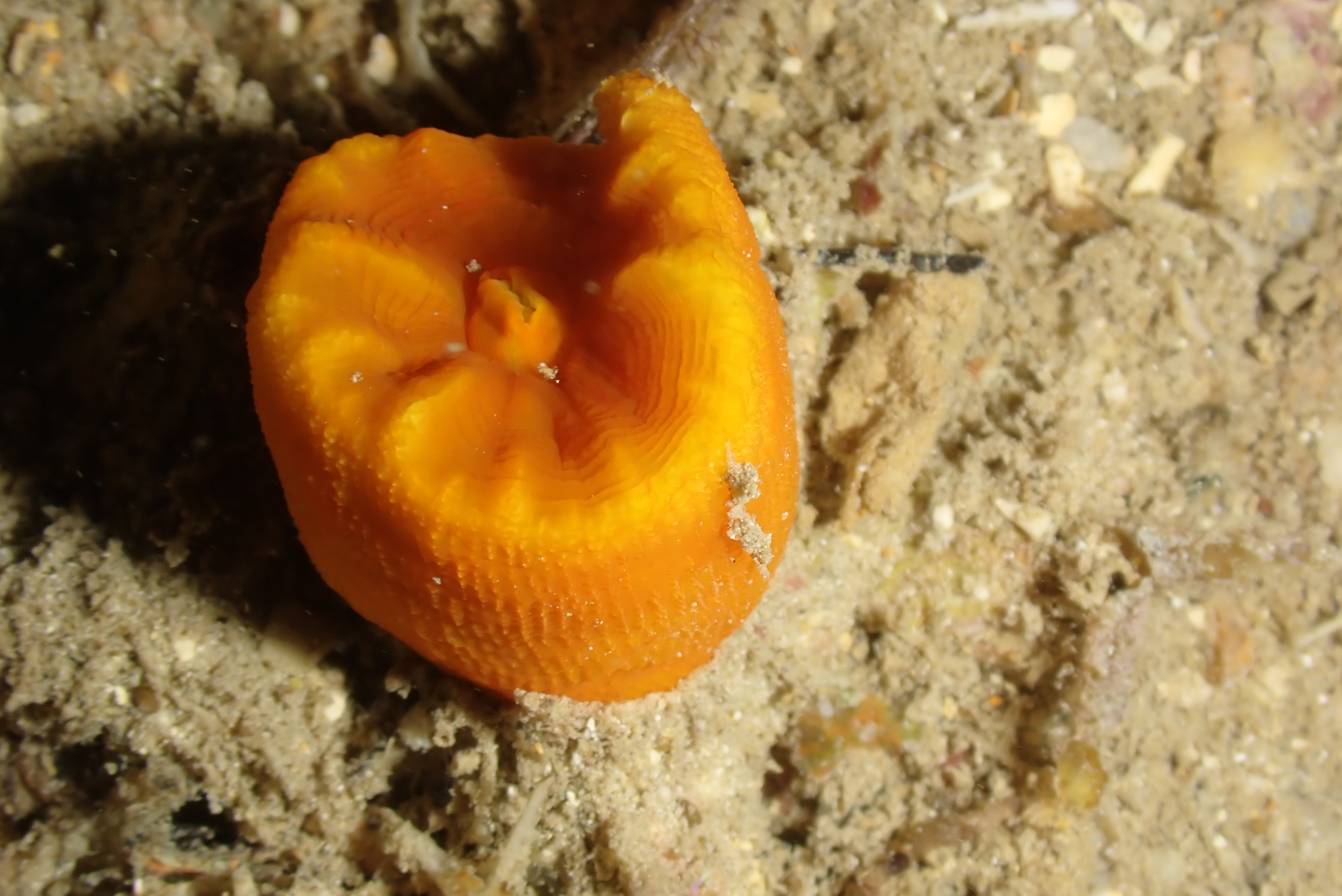 Corail-coupe orange