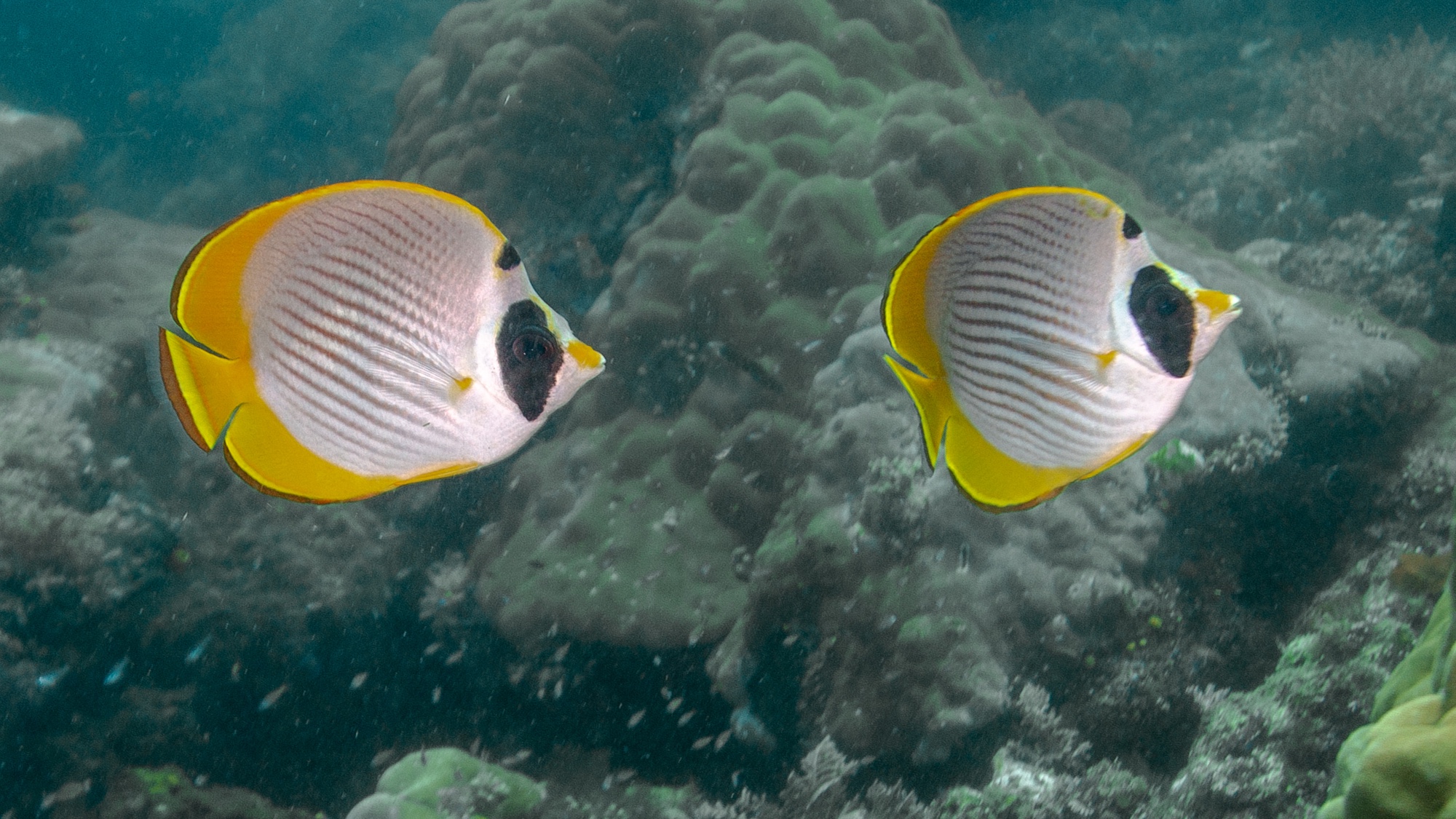 Poisson‑papillon des Philippines