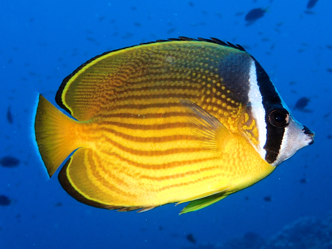Poisson‑papillon à tête jaune