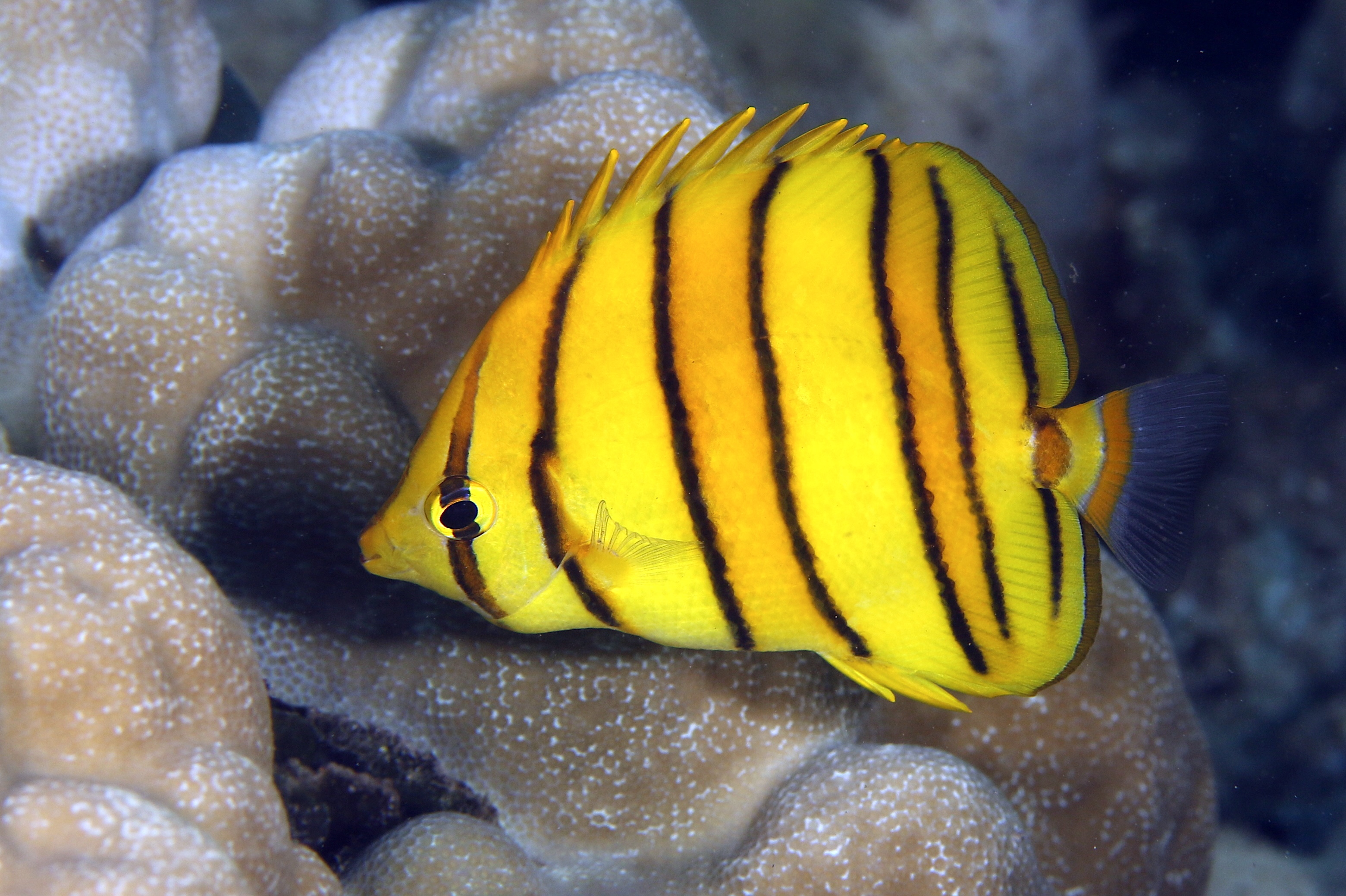 Poisson‑papillon à huit bandes