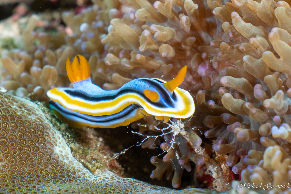 Chromodoris d'Anne