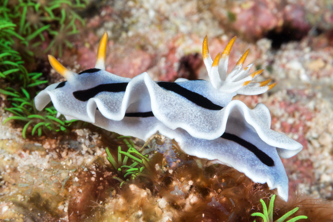Chromodoris de Diane