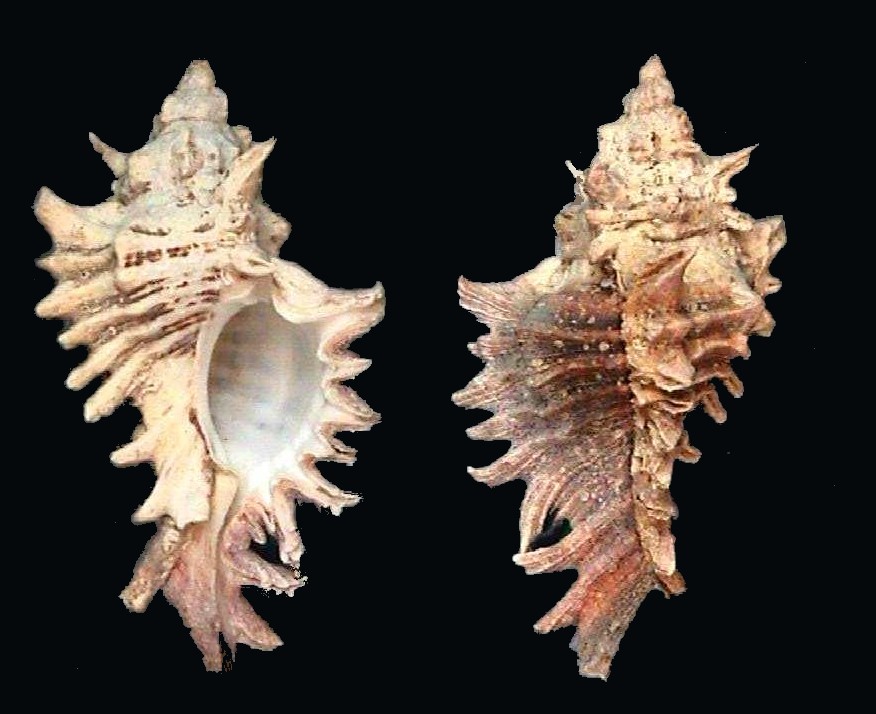 Murex des Caraïbes