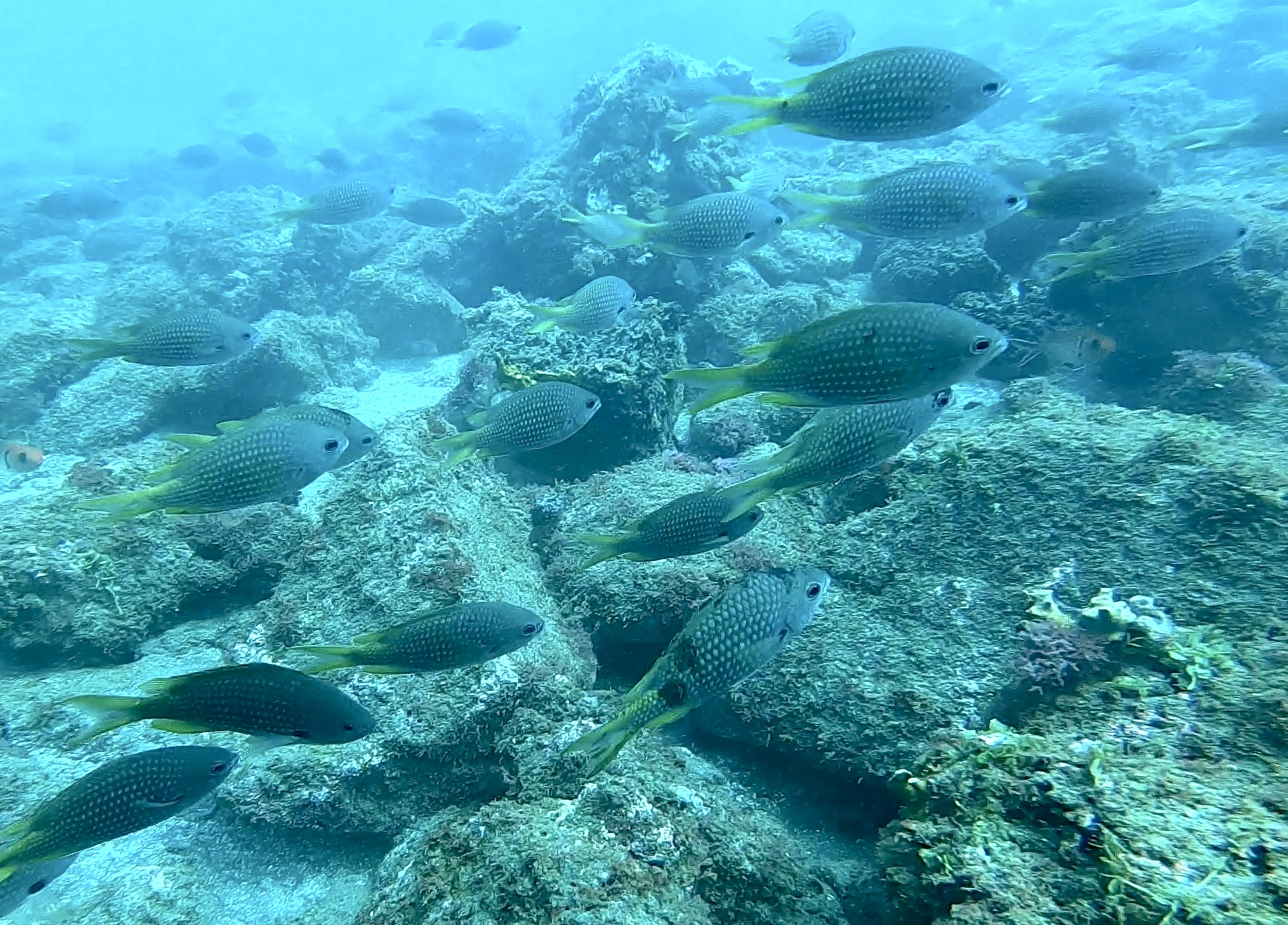 Castagnole du Cap-Vert