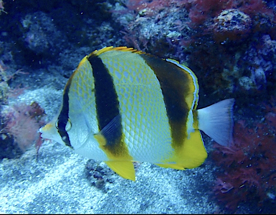 Poisson‑papillon africain
