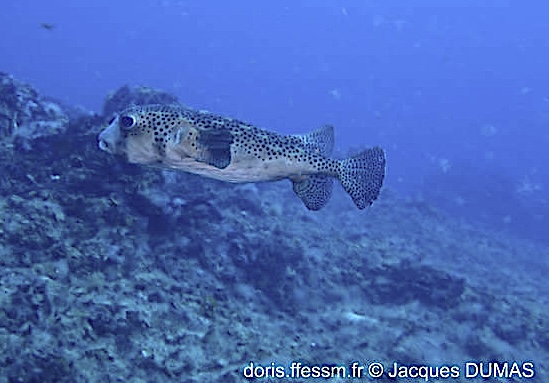 Poisson-hérisson ponctué