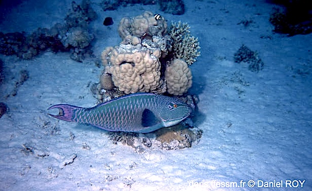 Poisson-perroquet bicolore