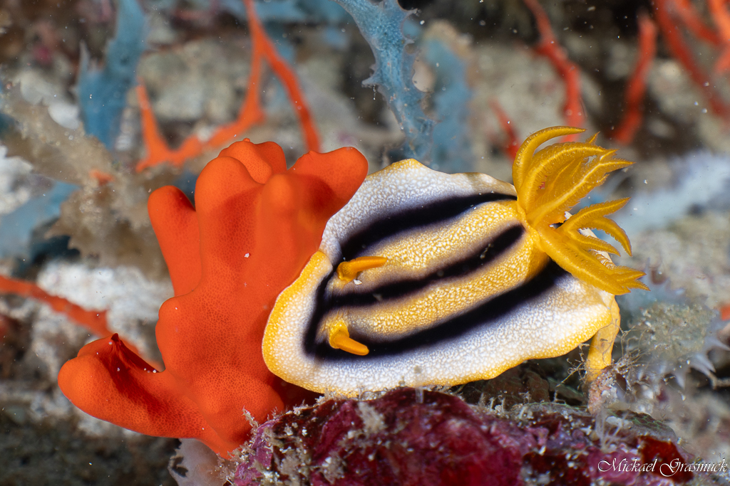 Chromodoris de Josh