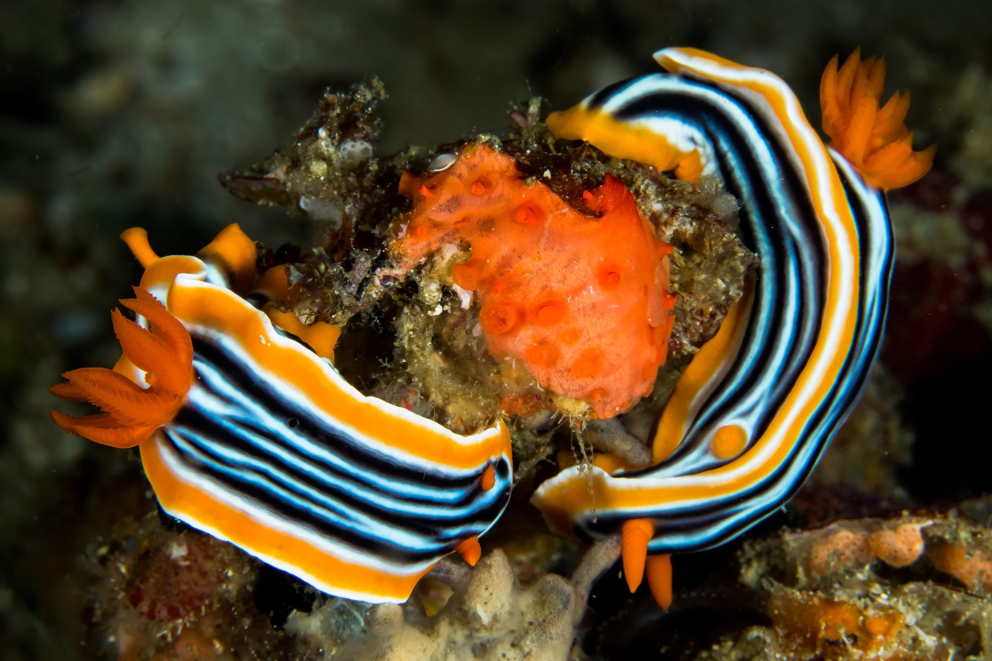 Chromodoris magnifique