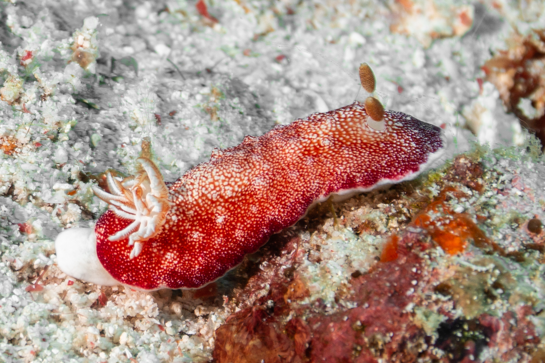 Chromodoris réticulée