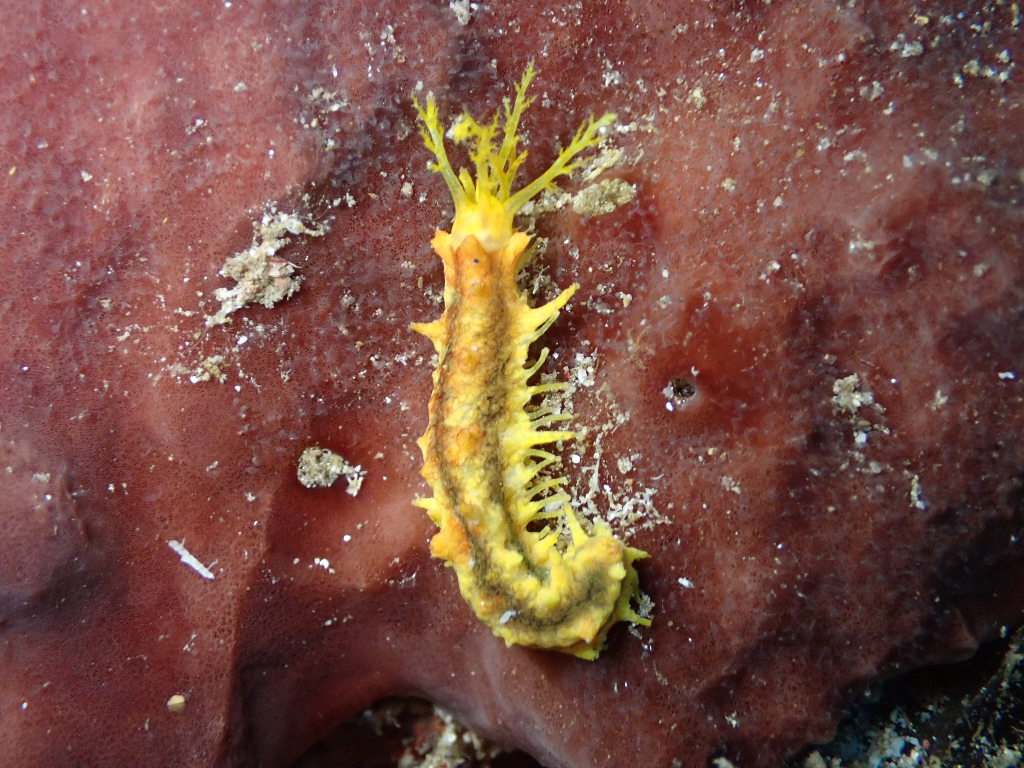 Holothurie robuste