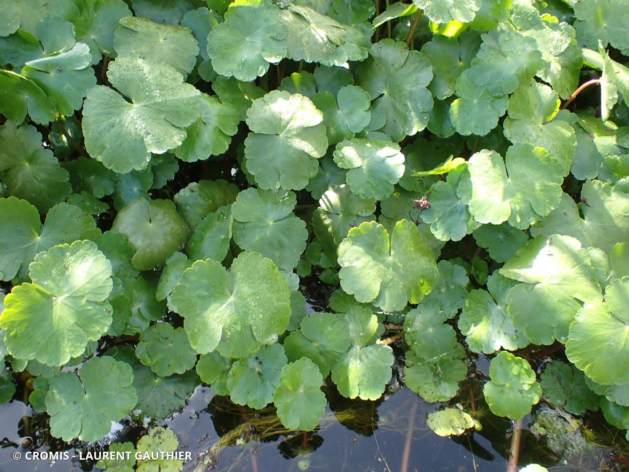 Hydrocotyle fausse-renoncule