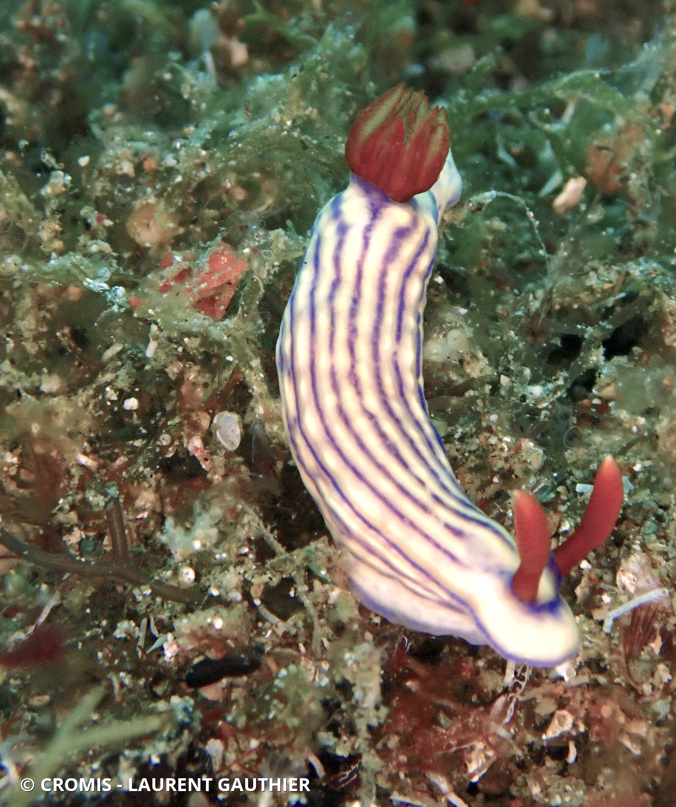 Hypselodoris magnifique