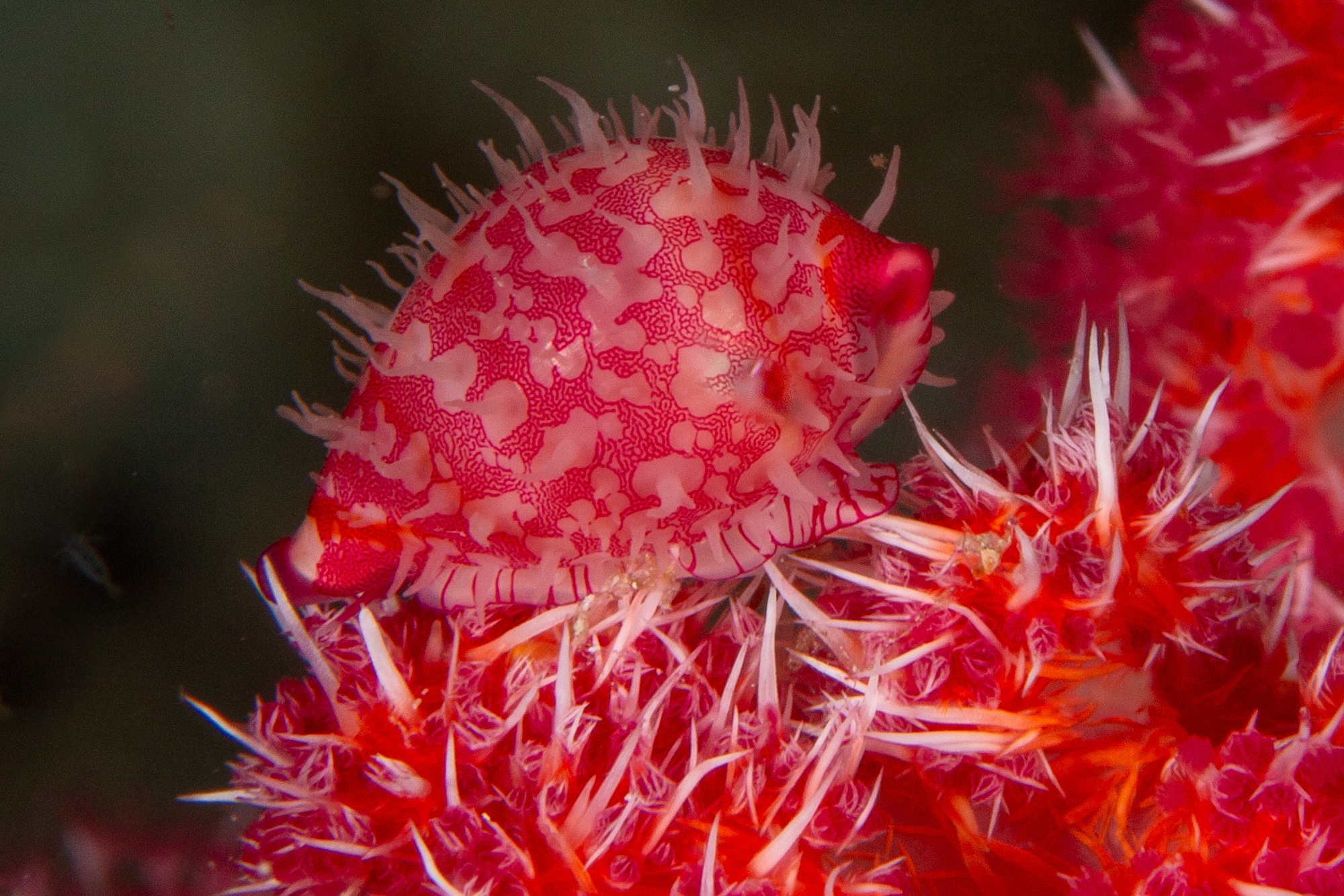 Ovule rosée