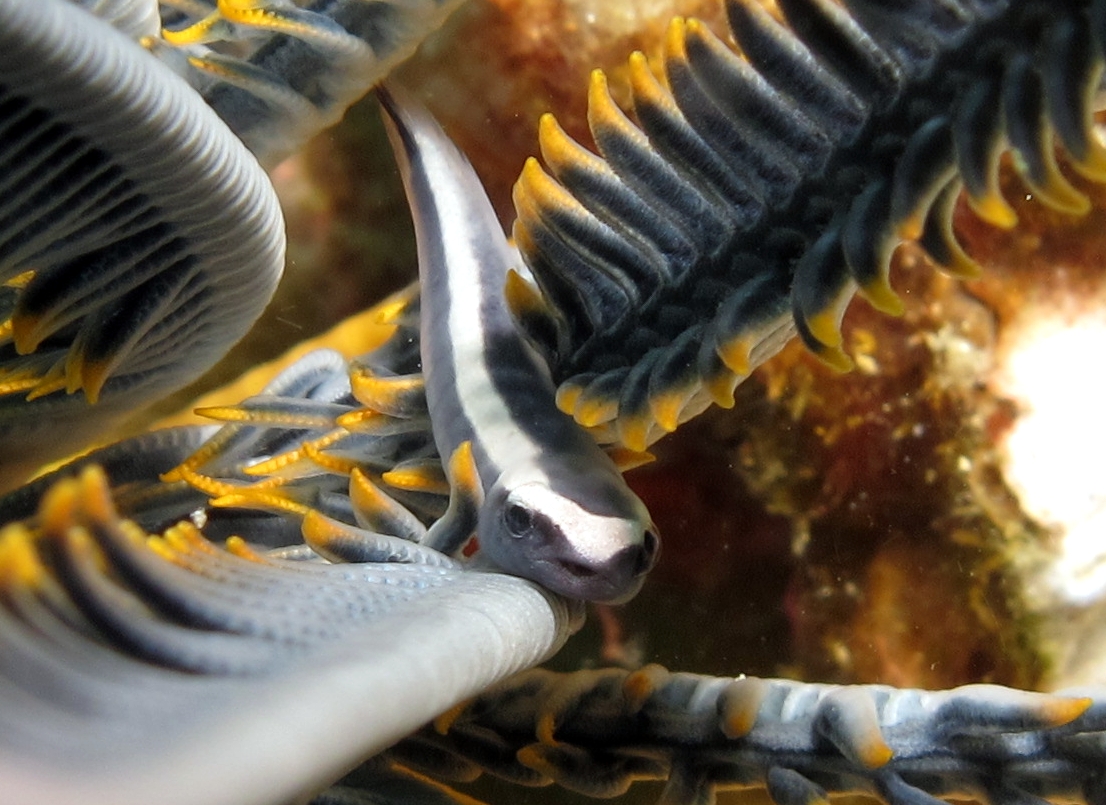 Poisson-ruban des crinoïdes