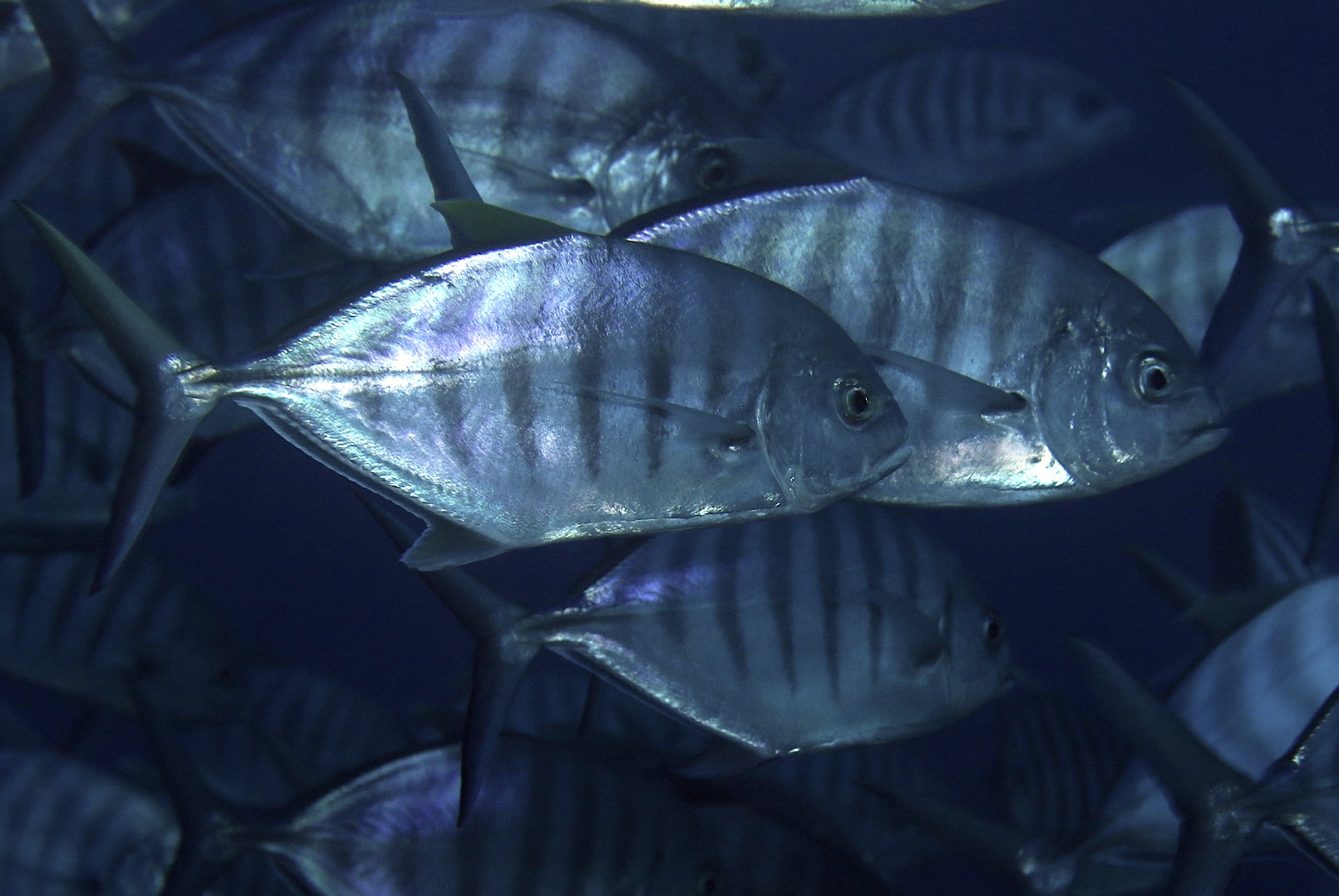 Carangue ferdau
