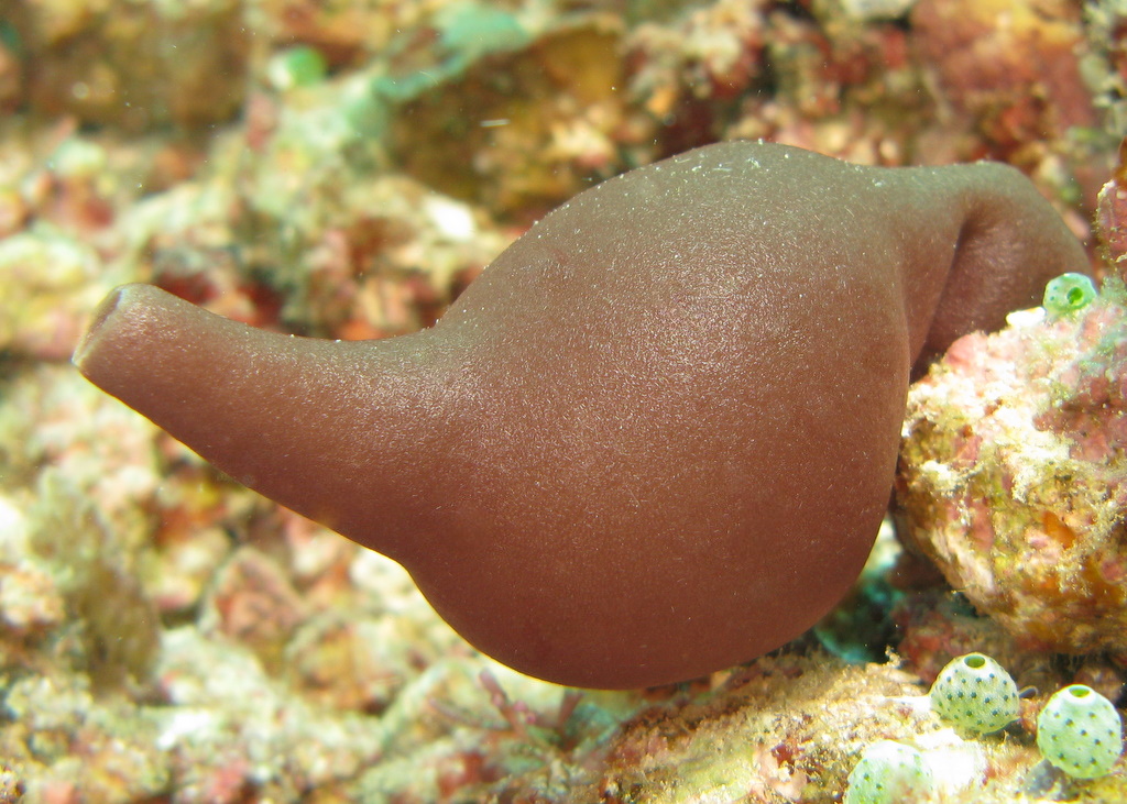 Eponge biniou