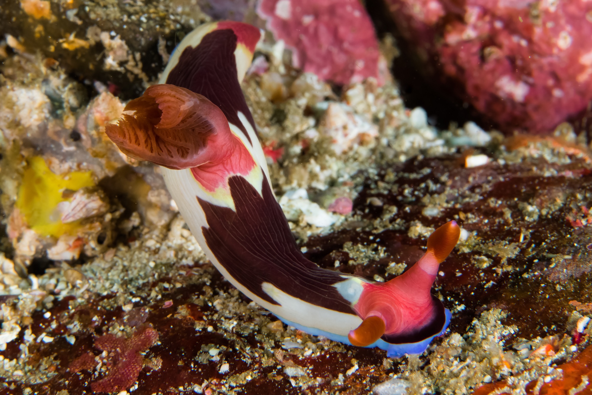 Nembrotha de Chamberlain