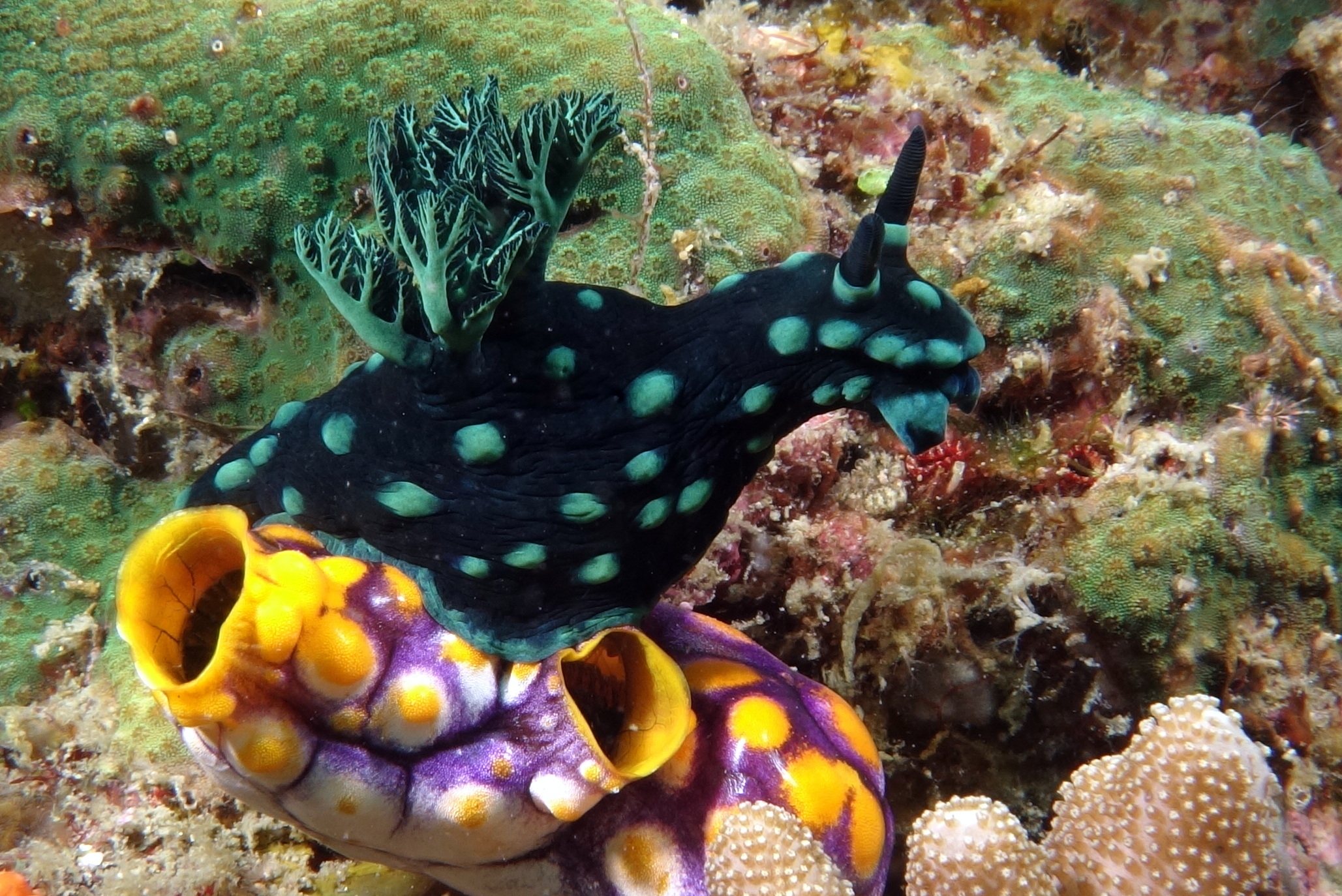 Nembrotha noir et vert