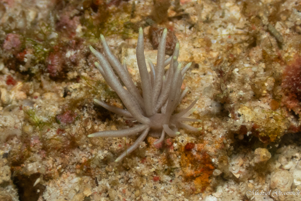 Phyllodesmium gracile