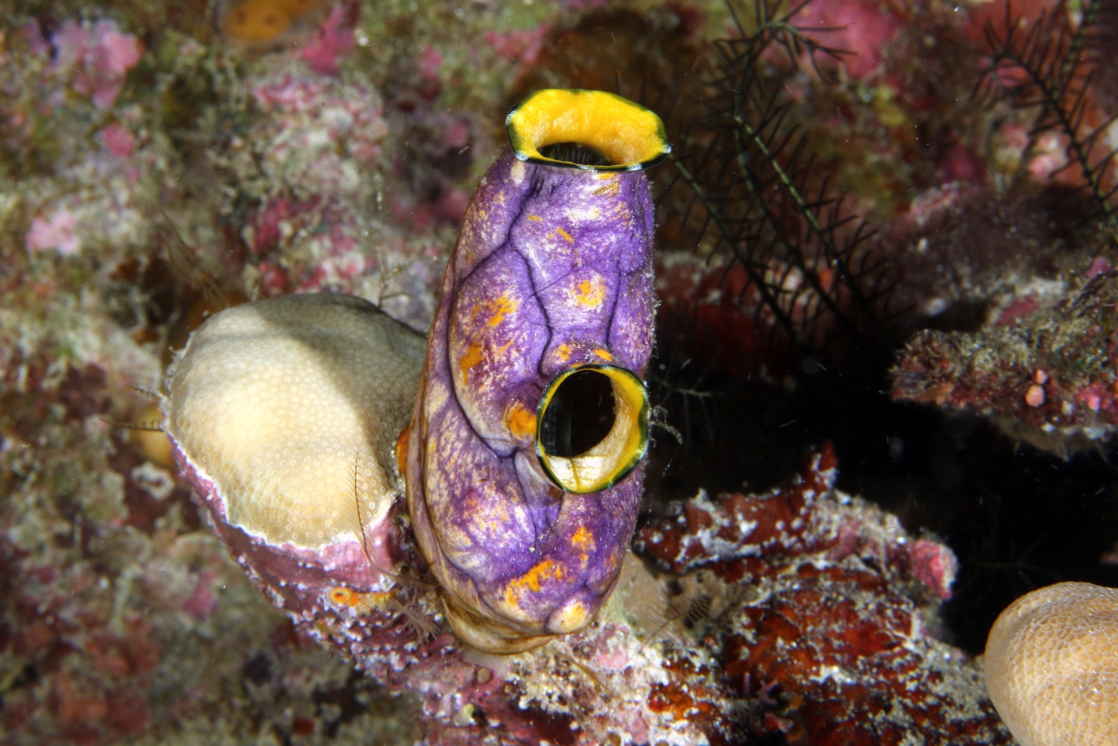 Polycarpe doré