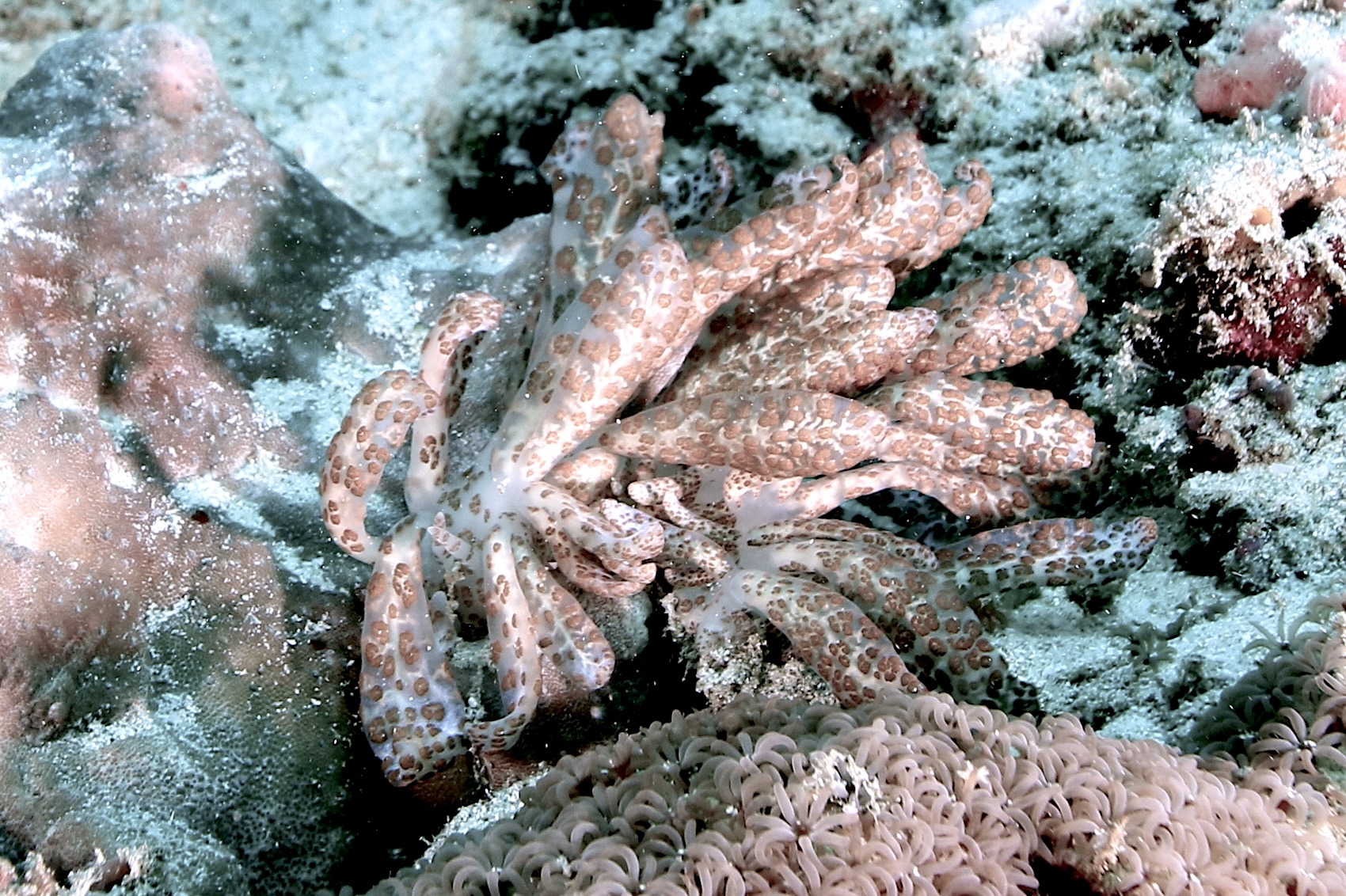 Phyllodesmium géant