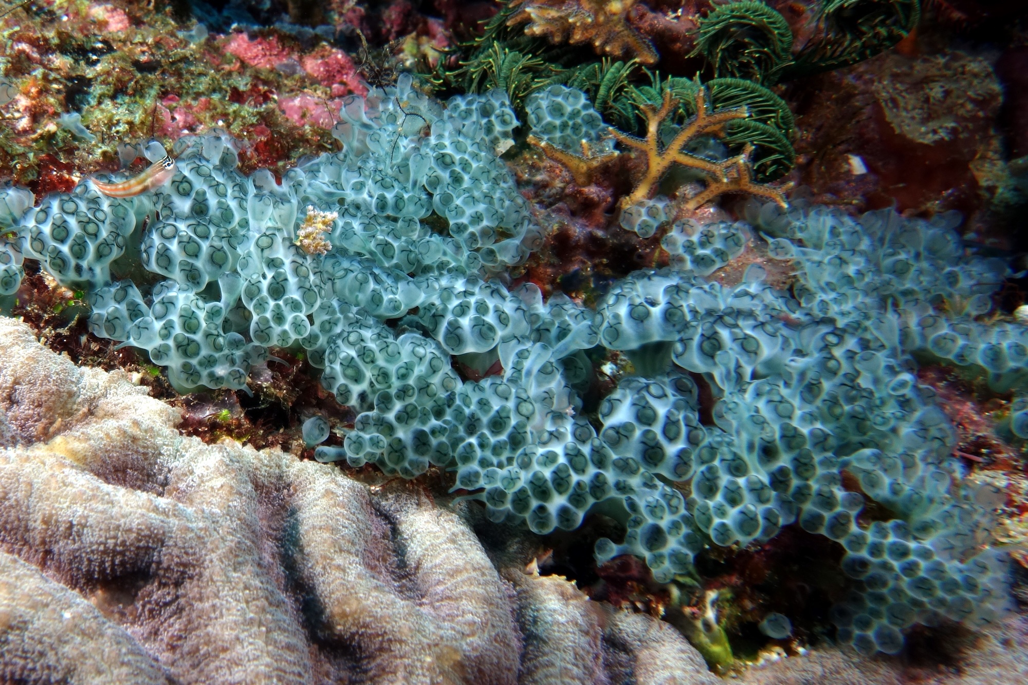 Ascidie à anneau vert