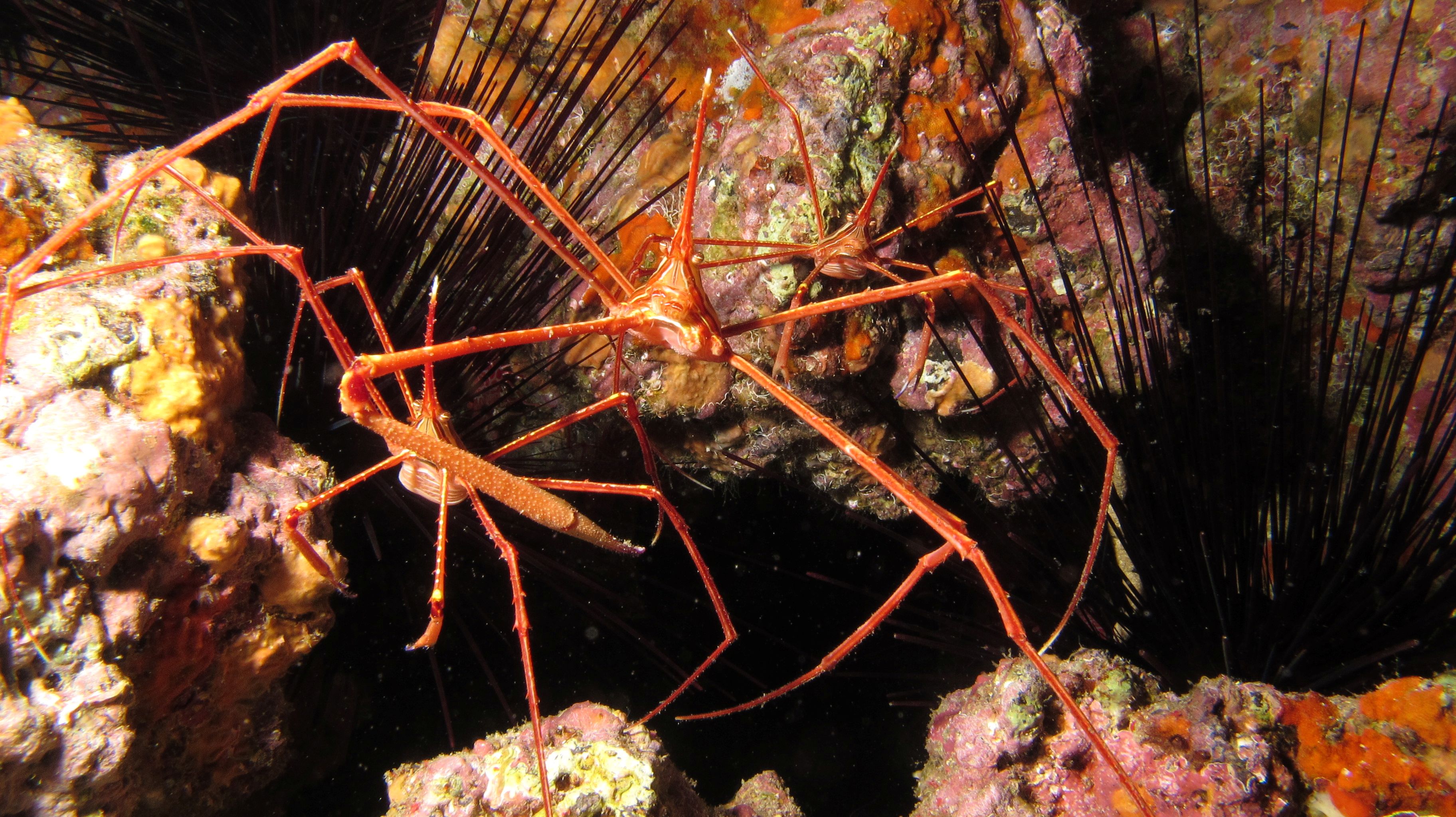 Crabe flêche macaronésien