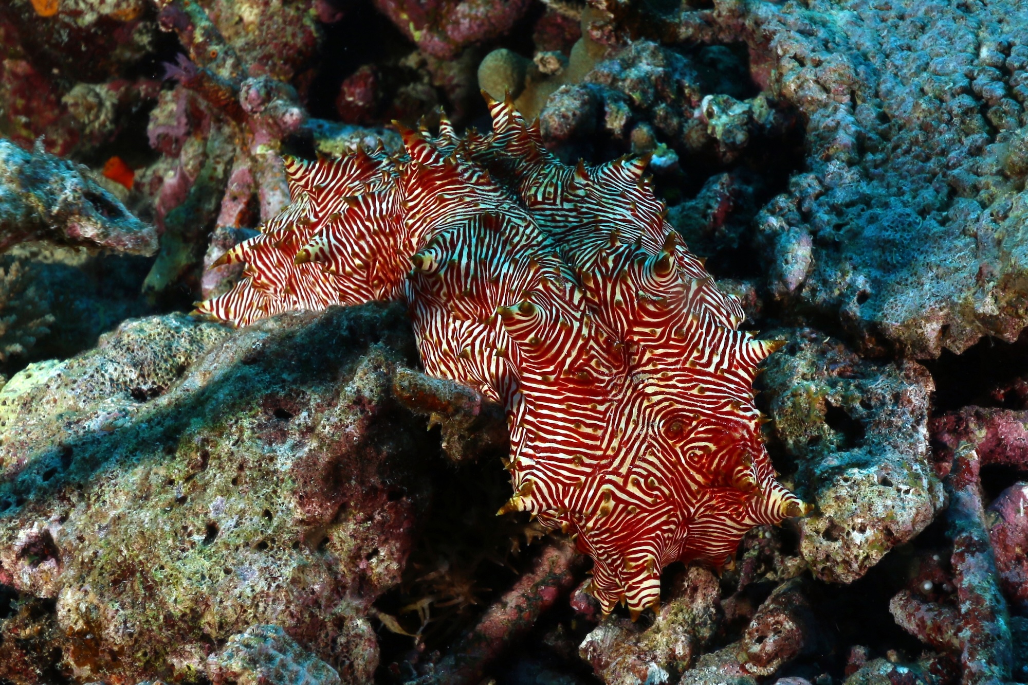 Holothurie à lignes rouges