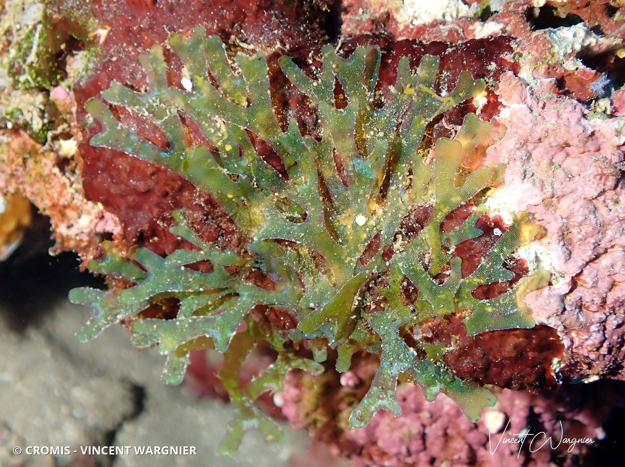 Dictyote friable