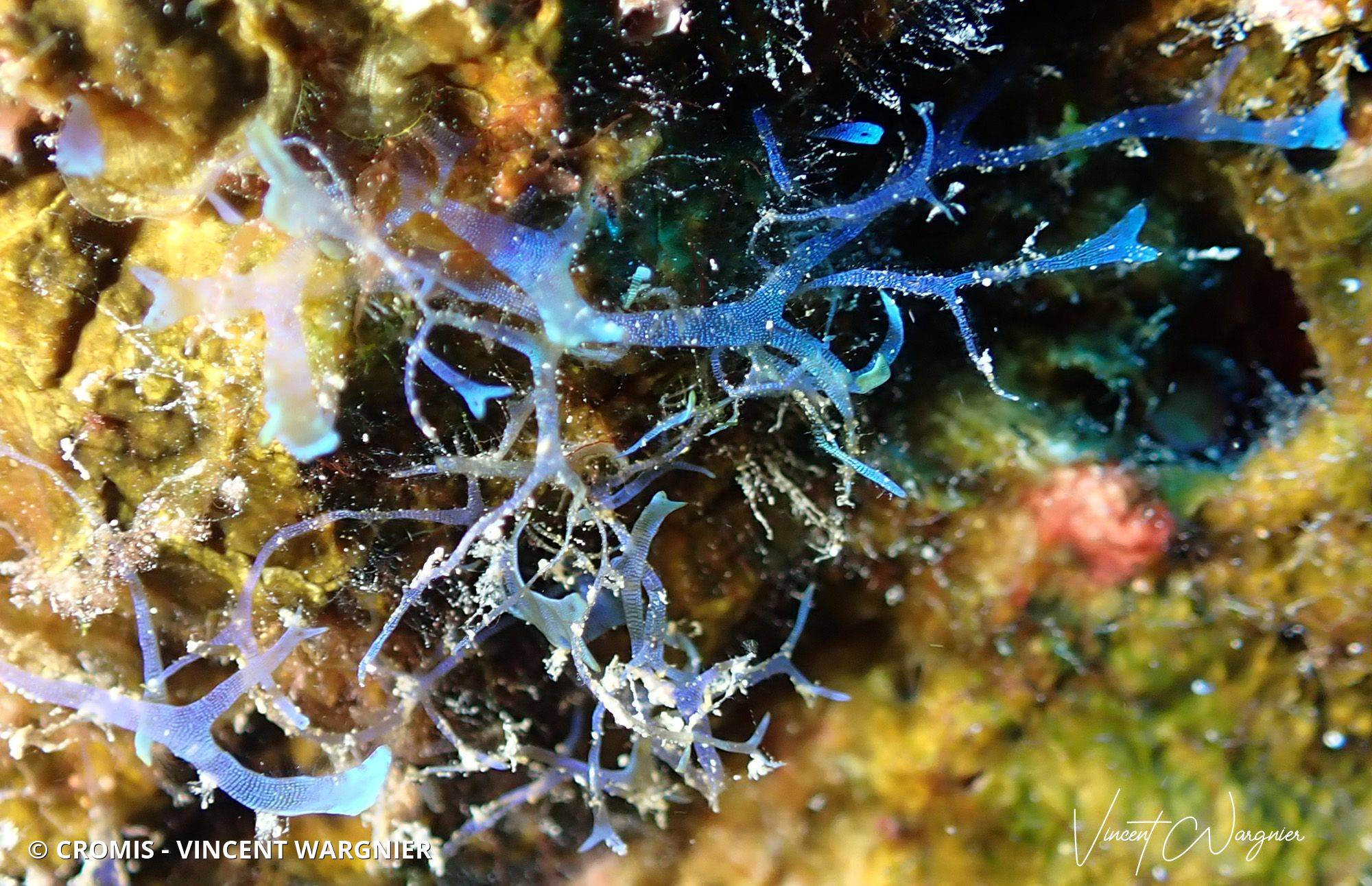 Dictyote enchevêtrée