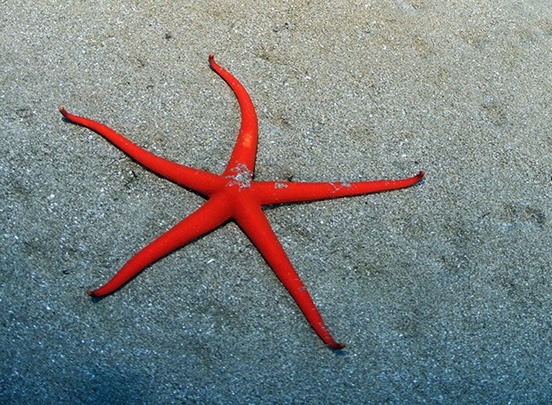 Etoile de mer des Canaries