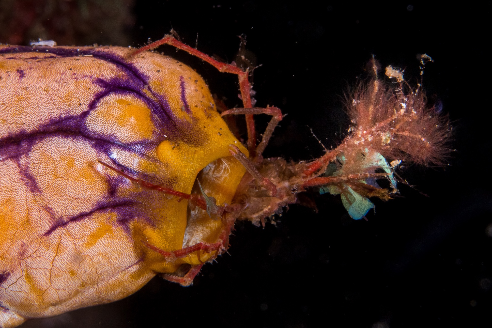 Crabe taureau