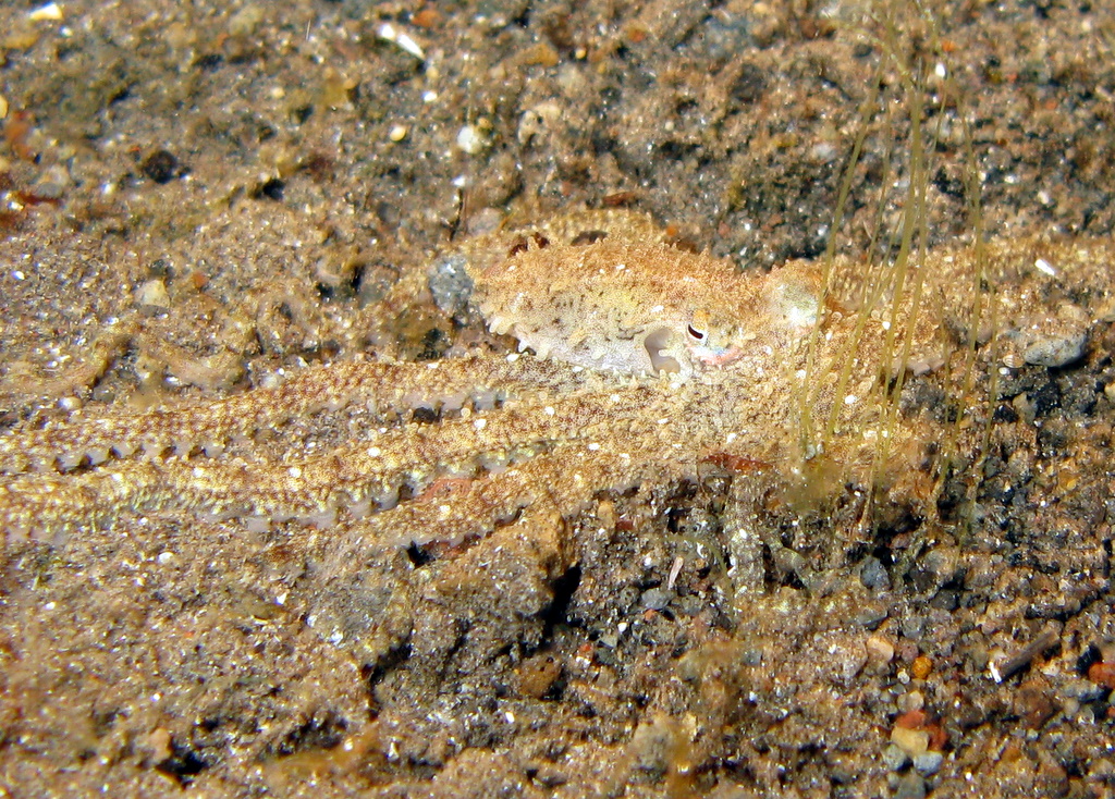 Poulpe jaune du Pacifique