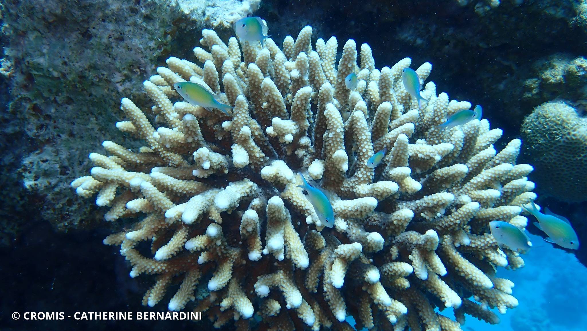 Acropore des Samoa