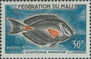 Poisson-chirurgien de Monrovia