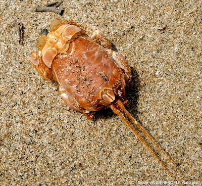 Crabe taupe