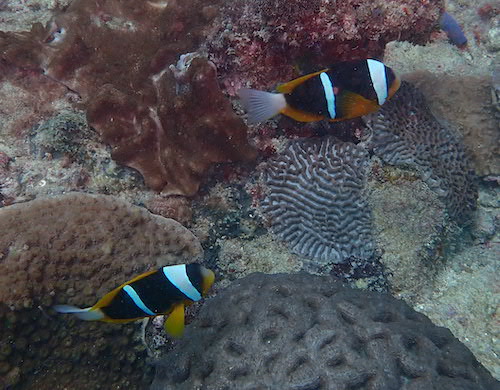 Poisson-clown d'Allard