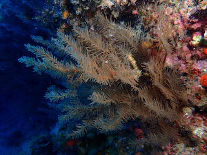 Corail noir canarien
