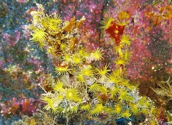 Zoanthaire de Macaronésie