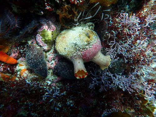 Ascidie tachetée rouge