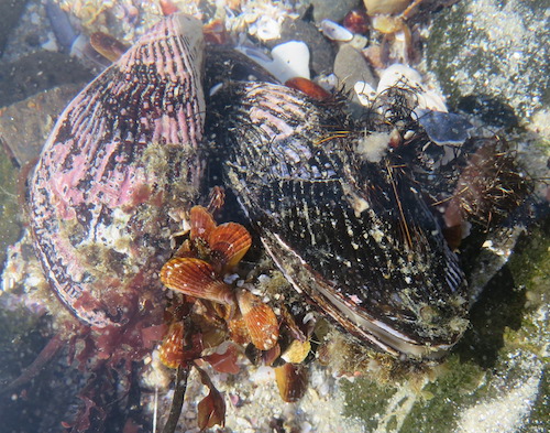 Moule cholga