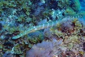 Poisson-trompette atlantique