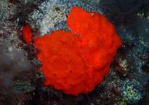 Eponge orange des Canaries