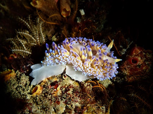 Bonisa du Cap