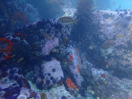 Boopsoidea inornata