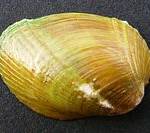 Moule de la Mer Rouge