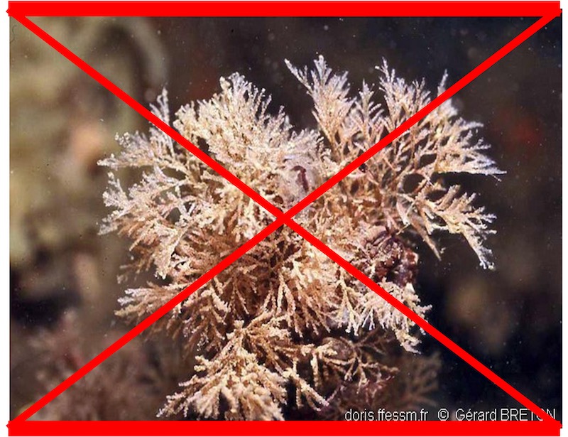 Bryozoaire inopiné PAS VU